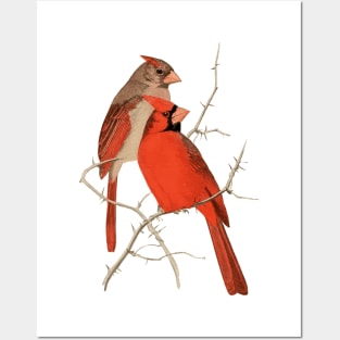 Vintage Cardinals Illustration Posters and Art